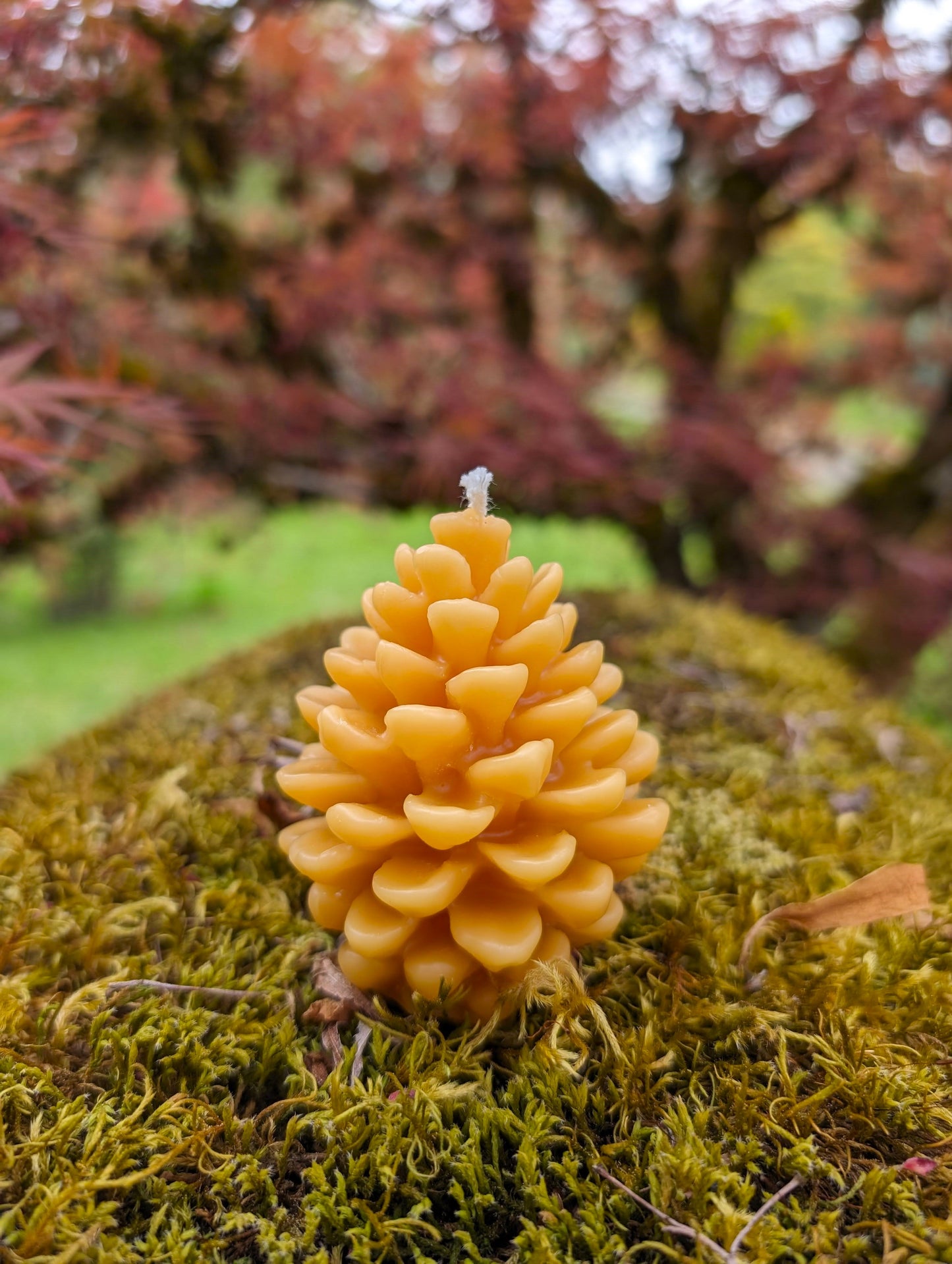 Medium Pinecone